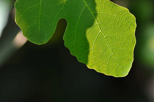 Fig leaf — Stock Photo, Image