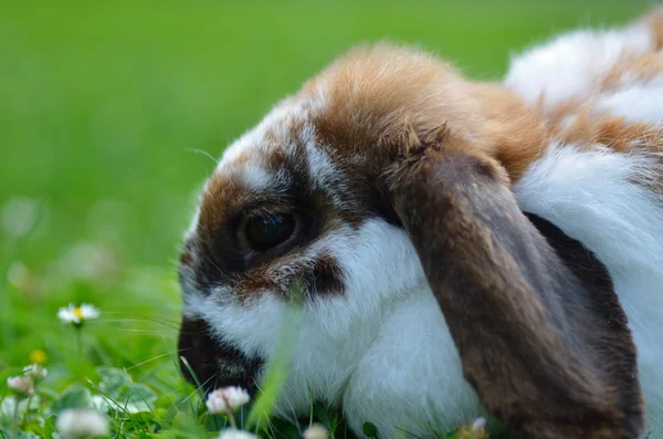 Hase in Nahaufnahme — Stockfoto