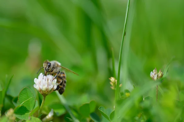 Bee in the garden — Stock Photo, Image