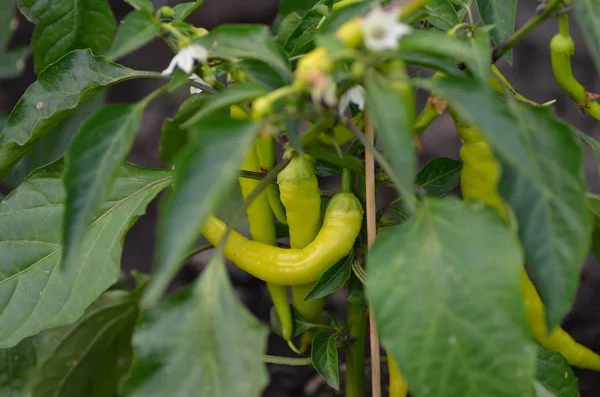 Pikantní paprika — Stock fotografie