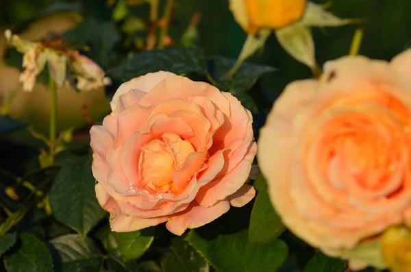 Orange rose — Stock Photo, Image