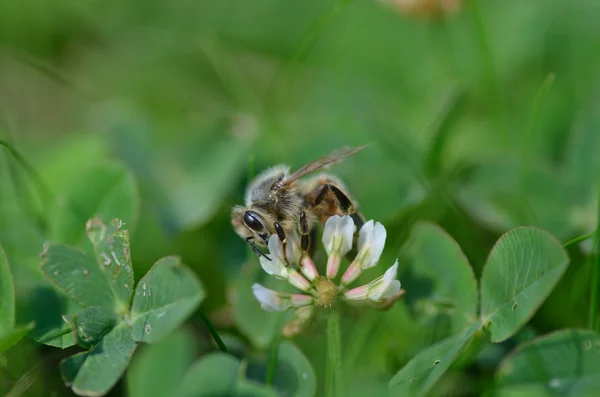 Ape su un fiore di trifoglio — Foto Stock