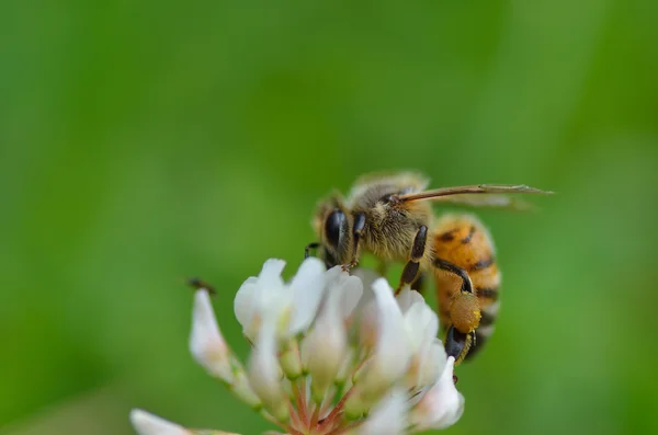Bee close-up — Stockfoto