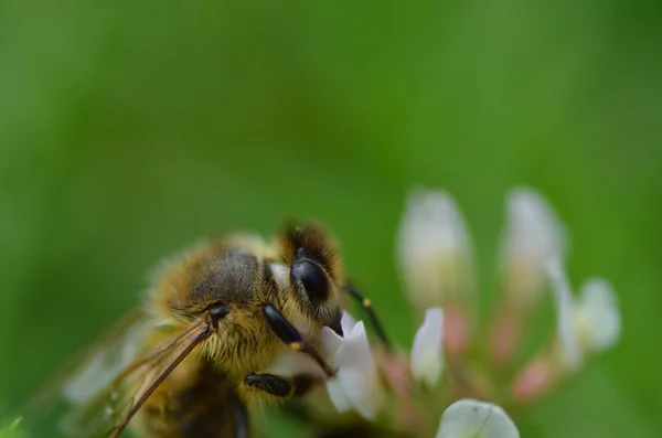 꿀벌 매크로 보기 — 스톡 사진