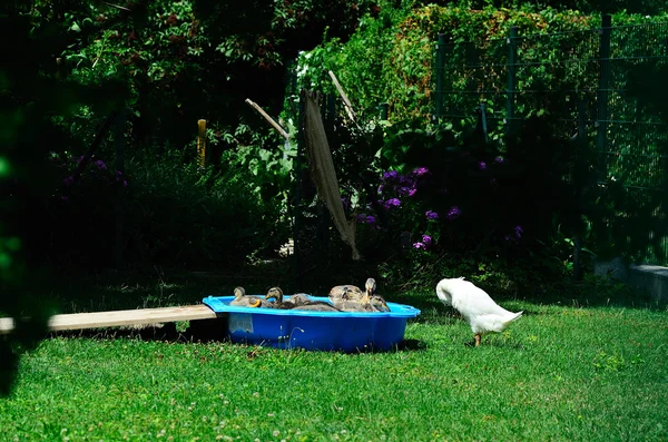 Ente in der Wanne — Stockfoto