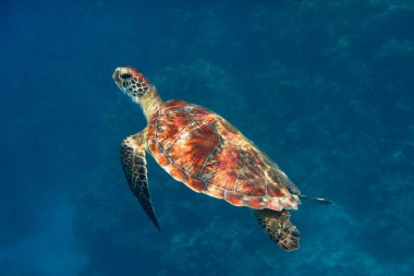 hawksbill kaplumbağa tarafından gelen