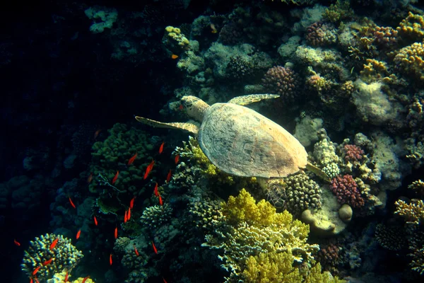 Hawksbill turtle swims at coral — Stock Photo, Image