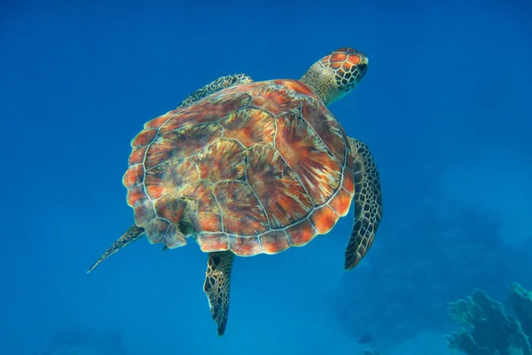 Tortuga carey en el mar azul —  Fotos de Stock