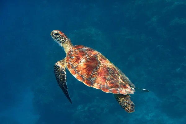 Tartaruga hawksbill de lado — Fotografia de Stock