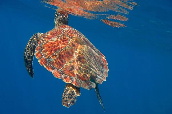 Tortuga carey al respirar — Foto de Stock