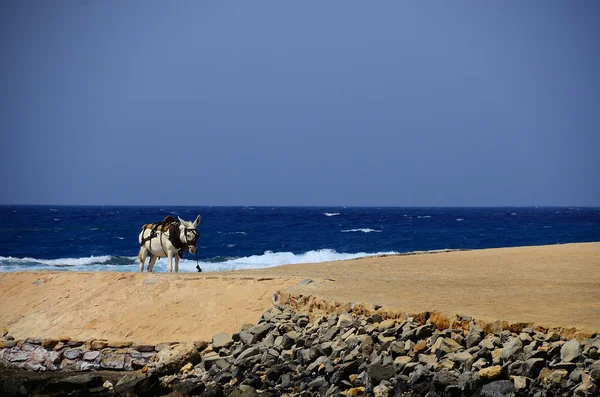 Donkey on beach and sea — Stock Photo, Image