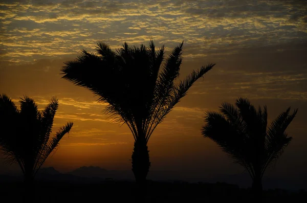 Solnedgång med svart palmer — Stockfoto