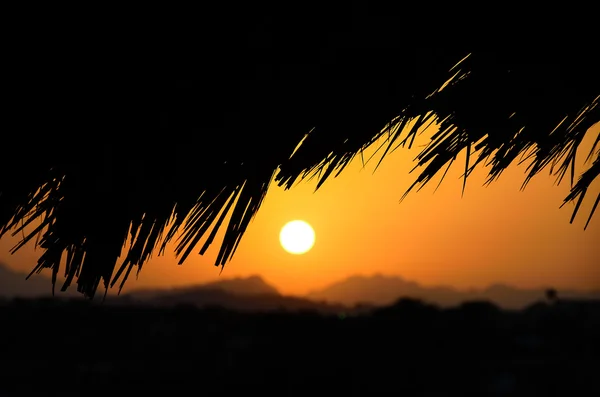 Czarny palm i zachód słońca — Zdjęcie stockowe