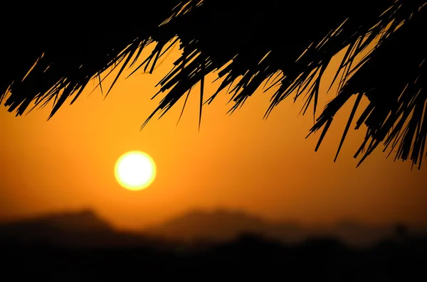 Palm trees and sunshine in Egypt — Stock Photo, Image