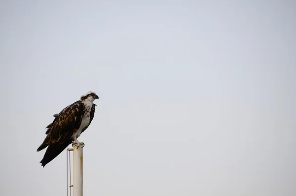 Águila marina en asta de bandera en la playa — Foto de Stock