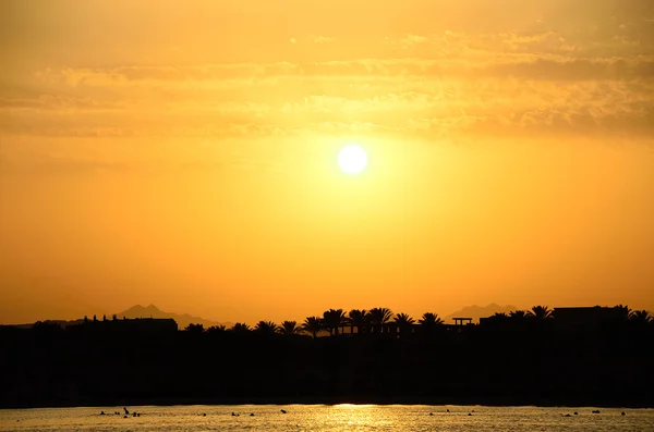 Pôr do sol com palmeiras junto ao mar — Fotografia de Stock