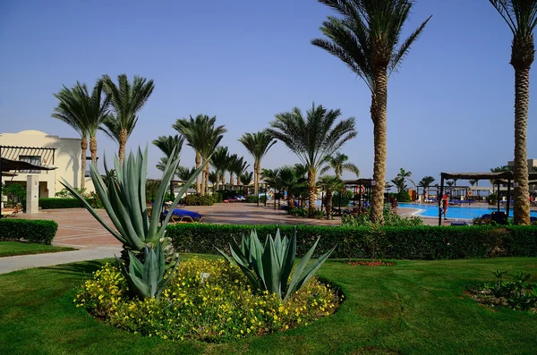 Cactus och palm träd vid poolen — Stockfoto