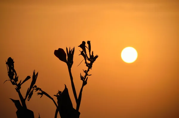 Flores ao pôr-do-sol laranja — Fotografia de Stock