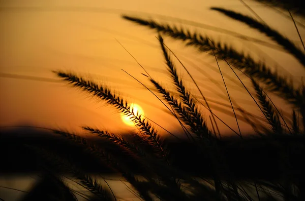 Grassen bij zonsondergang — Stockfoto
