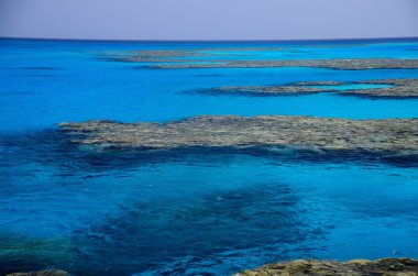 Red Sea'deki/daki büyük mercan