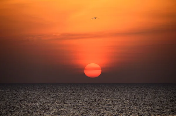 Lever de soleil avec oiseau bord de mer en Egypte — Photo