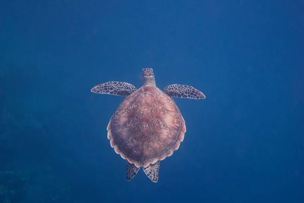 Tortuga marina en agua azul — Foto de Stock