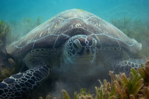 Żółw szylkretowy na dnie morza — Zdjęcie stockowe