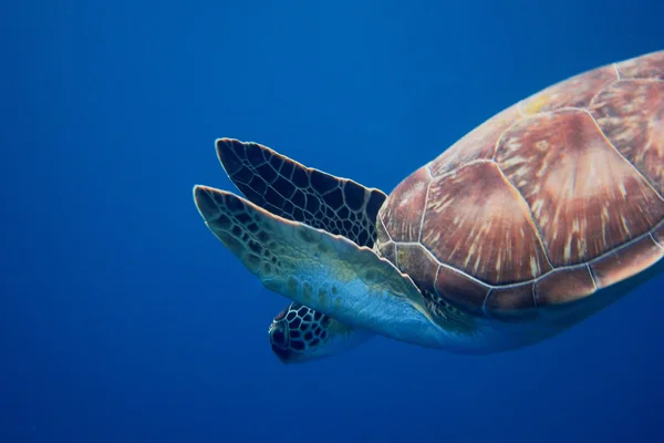 Sea turtle swims down — Stock Photo, Image