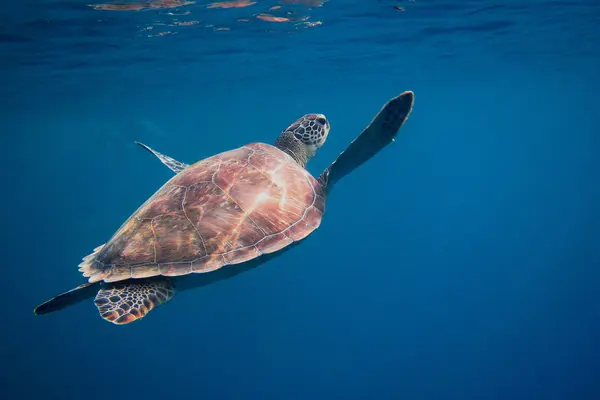 Zeeschildpad nadert het oppervlak — Stockfoto