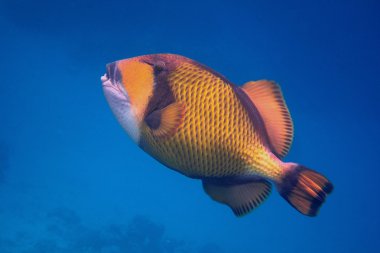 mavi deniz, yeşil dev triggerfish