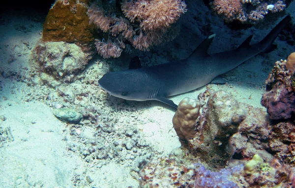 Reef shark lies at coral reef — Stock Photo, Image