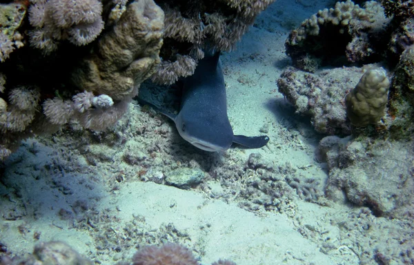 Tubarão de recife olha — Fotografia de Stock