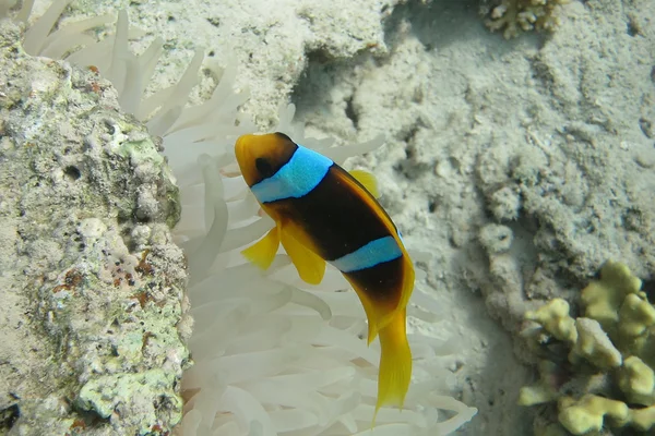 Singolo pesce anemone del Mar Rosso — Foto Stock