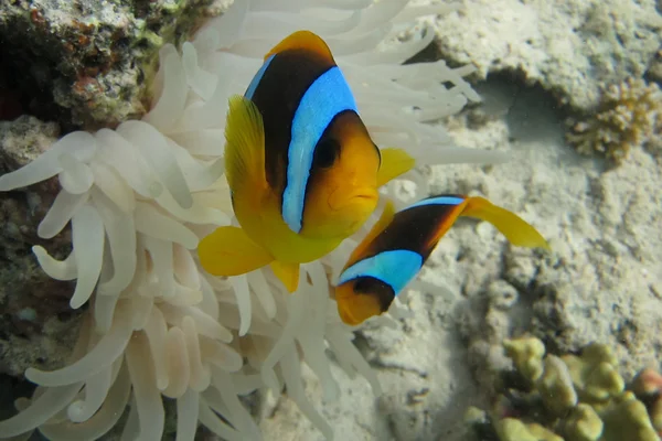 Dois peixes anêmona perto — Fotografia de Stock