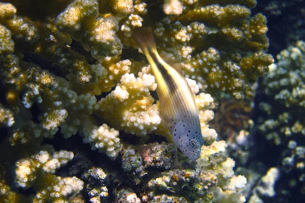 在珊瑚上黄色 hawkfish — 图库照片