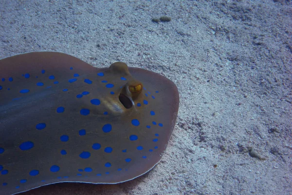 Bluespotted ray on seabed — Stock Photo, Image