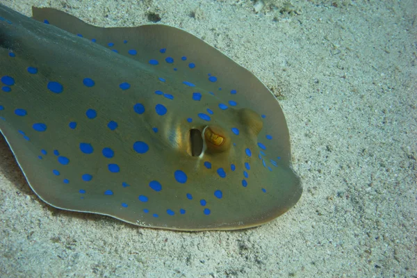 Bluespotted ray op zeebodem sluiten — Stockfoto