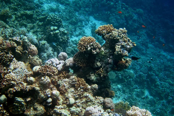 Koral i głębokie wody — Zdjęcie stockowe