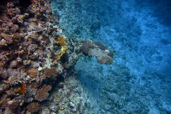 Coral with overhang — Stock Photo, Image