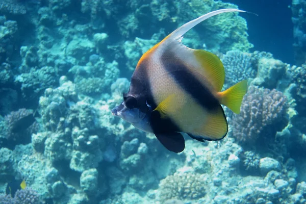 Single Red sea banner fish — Stock Photo, Image