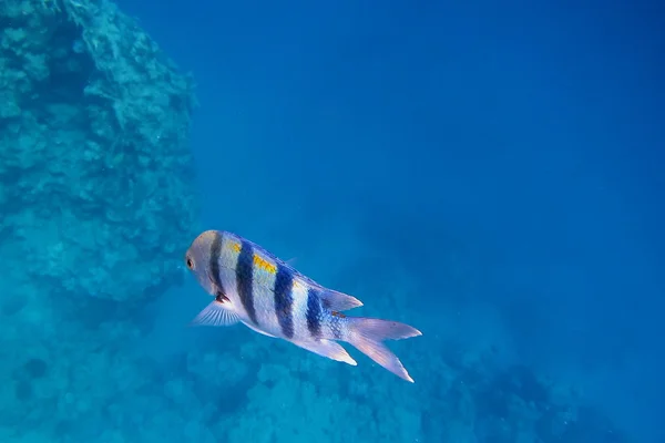 Einzelner Feldwebelfisch — Stockfoto