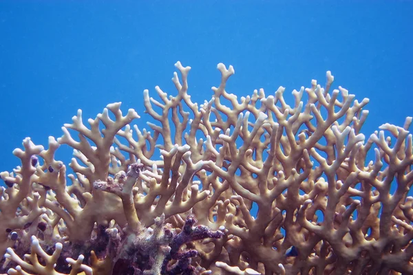 Big  coral and blue water — Stock Photo, Image