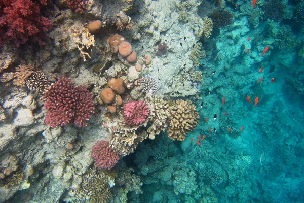 Colorful coral and lots of small fish — Stock Photo, Image