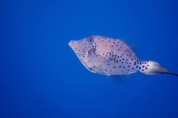 Filefish blå — Stockfoto