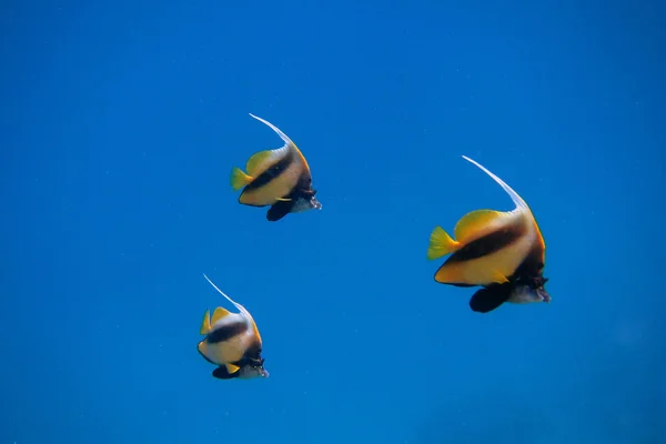 三个红海 bannerfish — 图库照片
