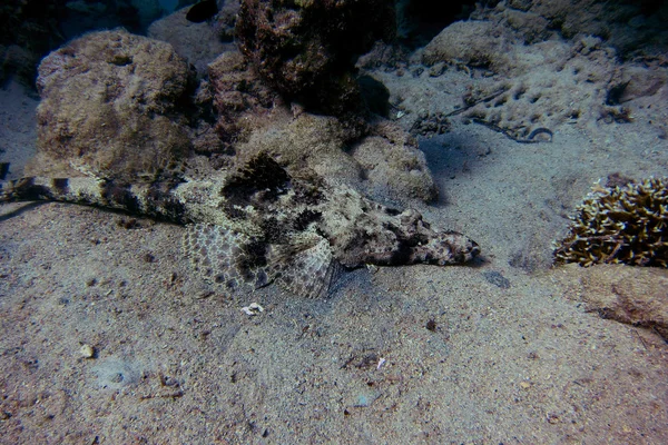 Crocodilefish lies on seabed — стоковое фото