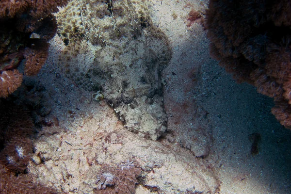 Crocodilefish na areia no fundo do mar — Fotografia de Stock