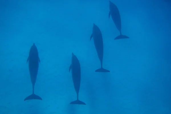 Четыре дельфина в голубом море — стоковое фото