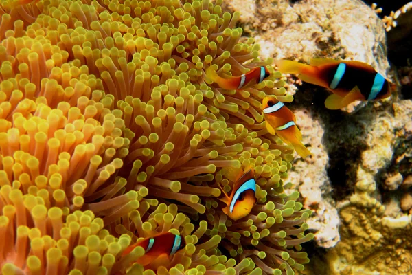 Many anemone fish — Stock Photo, Image