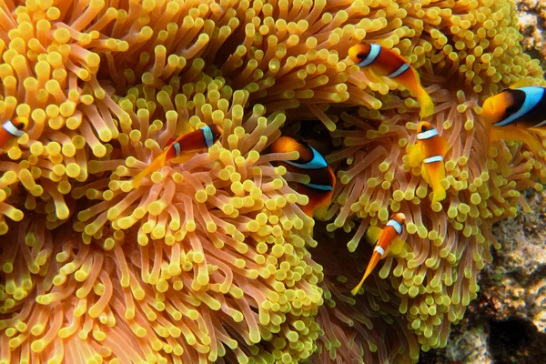 Många anemone fisk i anemone — Stockfoto